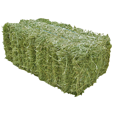 Hay