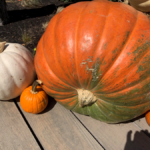 Pumpkins on a Porch